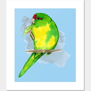 A watercolor of a Red-crowned parakeet Posters and Art